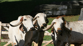 Com um rebanho de aproximadamente...