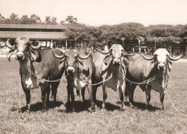 Cana&atilde;, Chilena, Sambaiba e Anabela