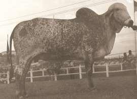 Jandaia da Lapa Vermelha