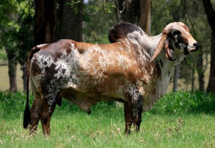 Bey Rajni 3970 da Lapa Vermelha