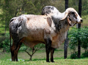 Rajni da Lapa Vermelha