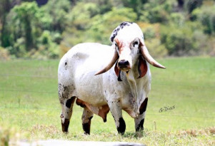 Bey 4515 da Lapa Vermelha