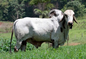 Bey 4547 da Lapa Vermelha