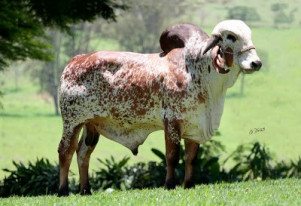 Bey 4726 da Lapa Vermelha