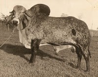 Gir Leiteiro P.O. Bey: Desde 1940